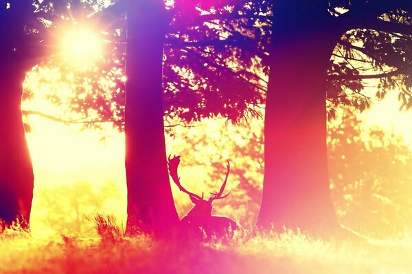 El alce descansa en el bosque de la mañana