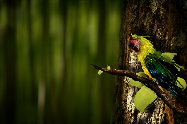 Hermoso pájaro en la naturaleza