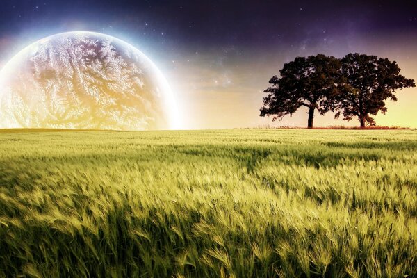 Wheat field with a rising moon