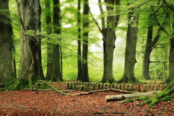 3-d-Grafik des Herbstwaldes mit grünen Blättern