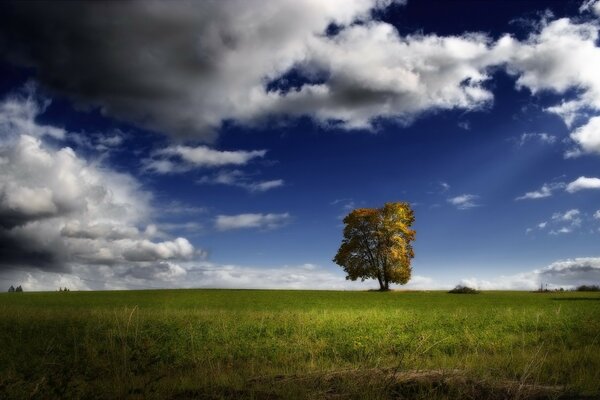 Ciel nuages nuages et arbre sur champ vert