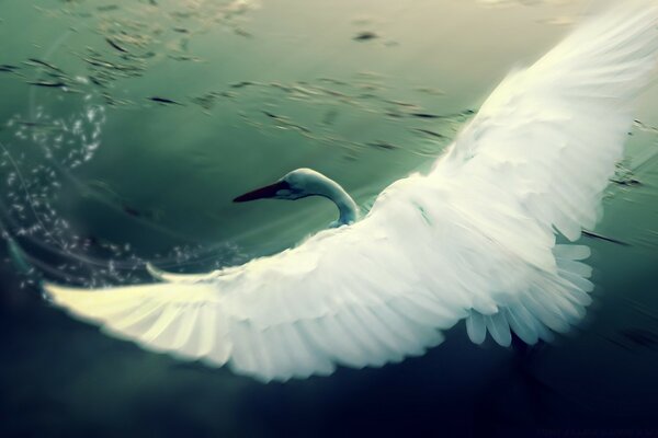 Underwater creative of the ocean with a bird in the water