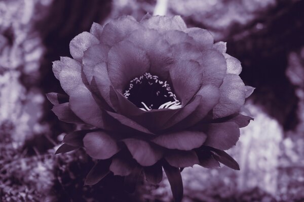 Macro shooting of a purple flower with large petals