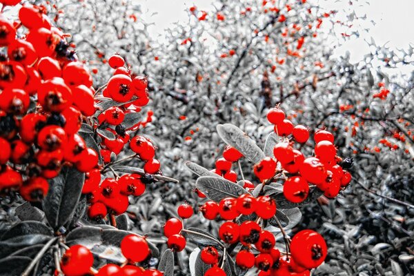 Jardín de invierno del paraíso del serbal