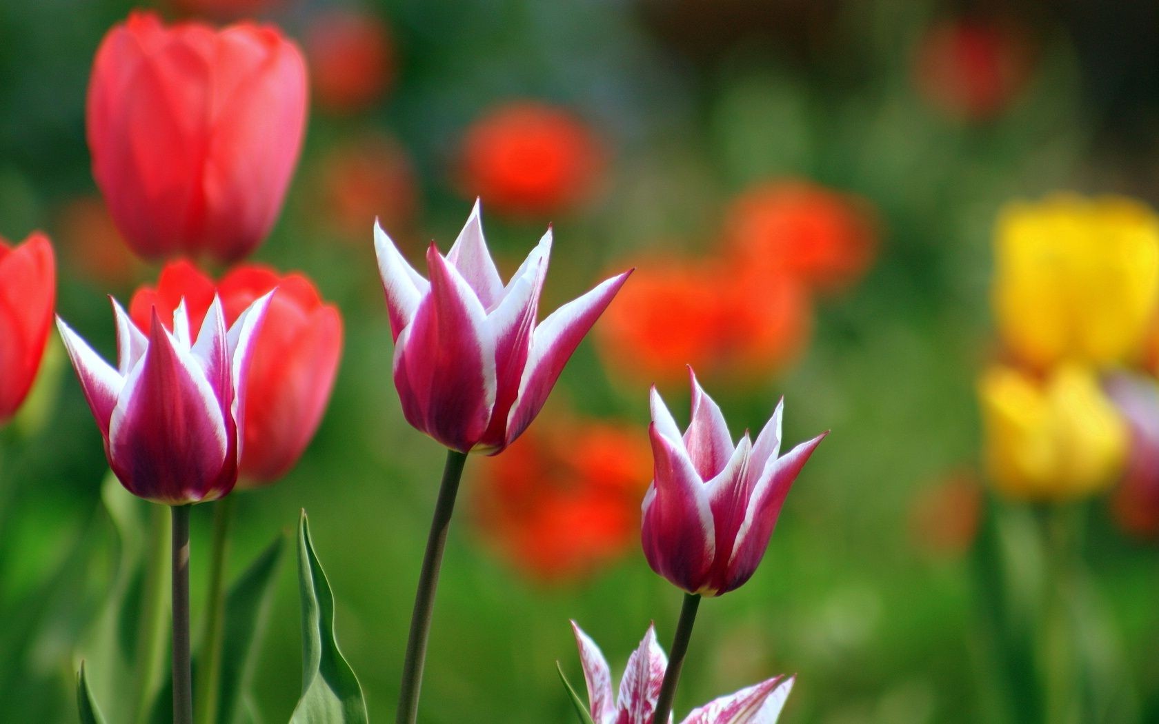 tulips nature tulip flower flora summer garden leaf bright petal blooming floral growth color