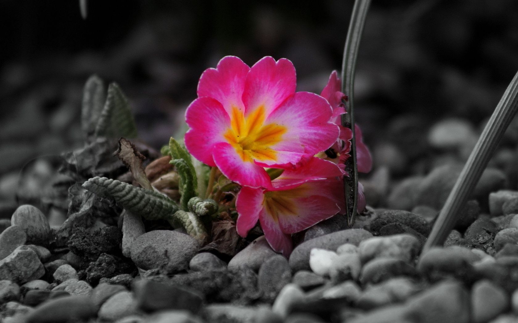 flowers nature flower flora garden leaf outdoors close-up blooming color summer