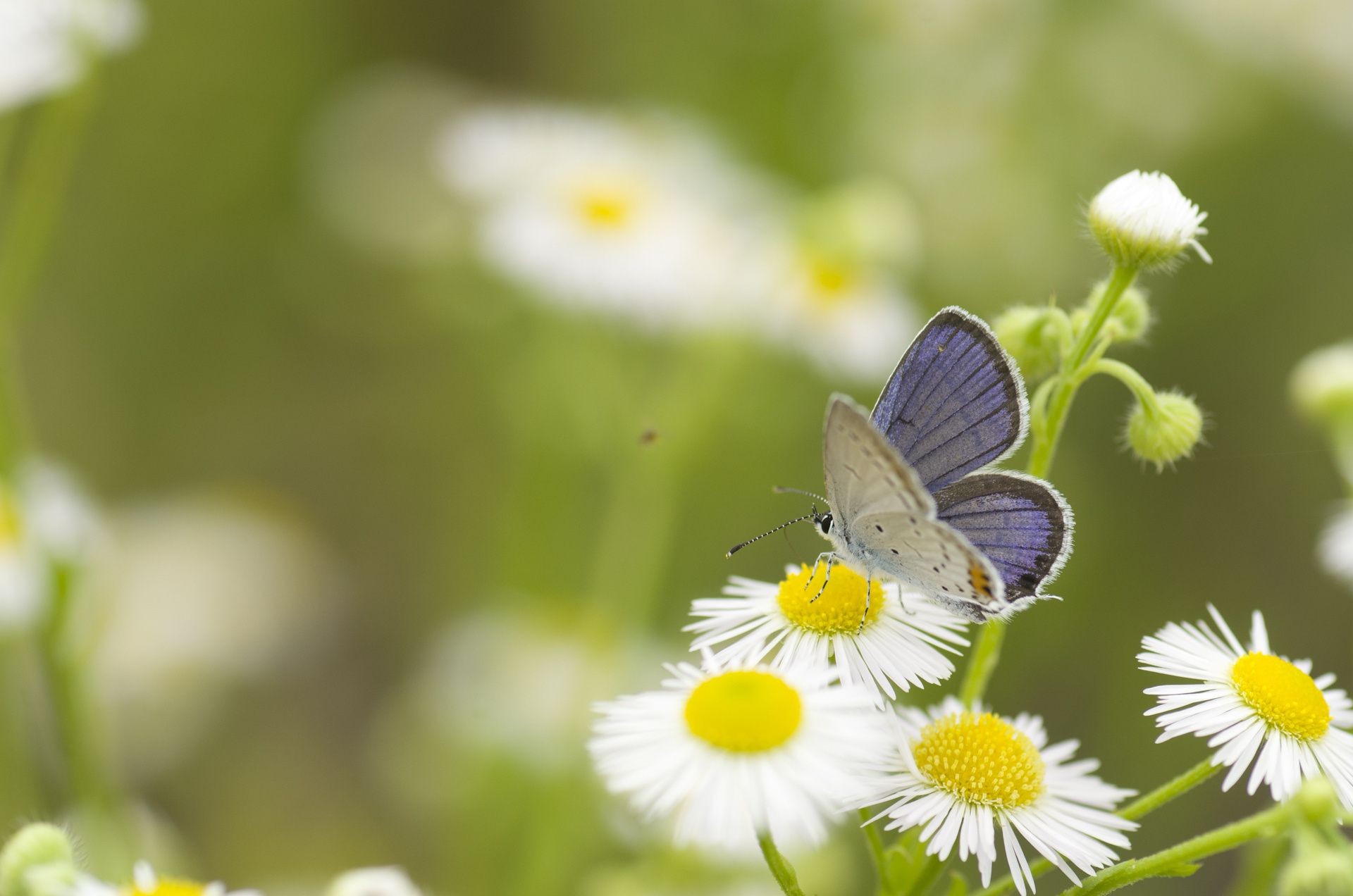 çiçekler doğa kelebek böcek yaz çiçek flora açık havada yaprak bahçe vahşi parlak yakın çekim küçük yaban hayatı çimen güzel hava