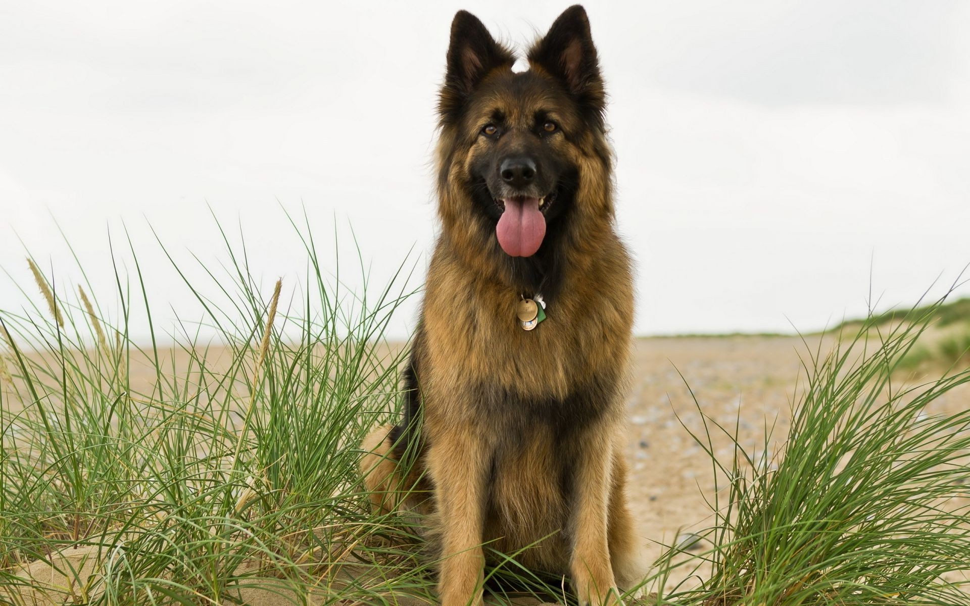 köpekler köpek çimen hayvan sevimli portre doğa evde beslenen hayvan memeli köpek eğitmeni kürk genç