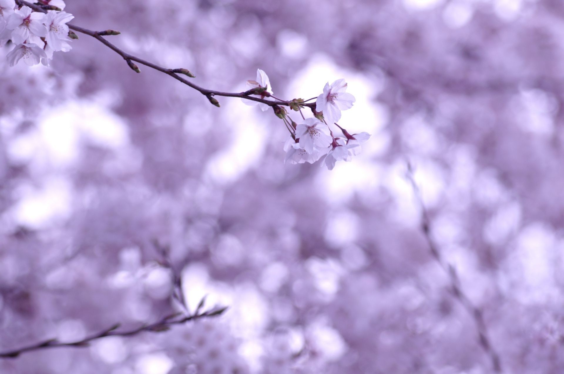 flowers cherry branch flower tree nature winter blur dof season apple flora outdoors leaf bud garden growth plum fair weather landscape