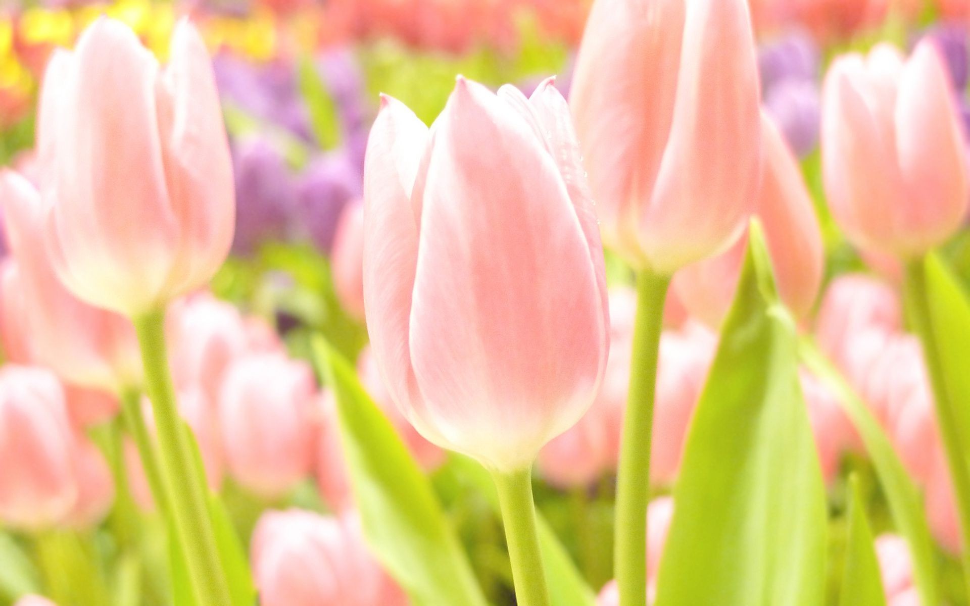 tulpen natur tulpe blume flora ostern hell sommer garten blatt blumen blumenstrauß farbe wachstum blütenblatt jahreszeit blühen gutes wetter liebe frühling