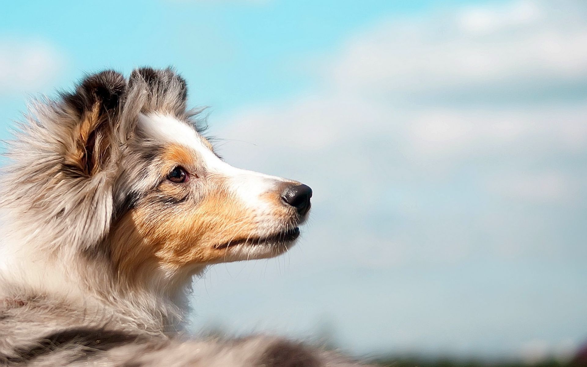 perros perro mamífero animal mascota lindo perro retrato naturaleza pelaje ver al aire libre