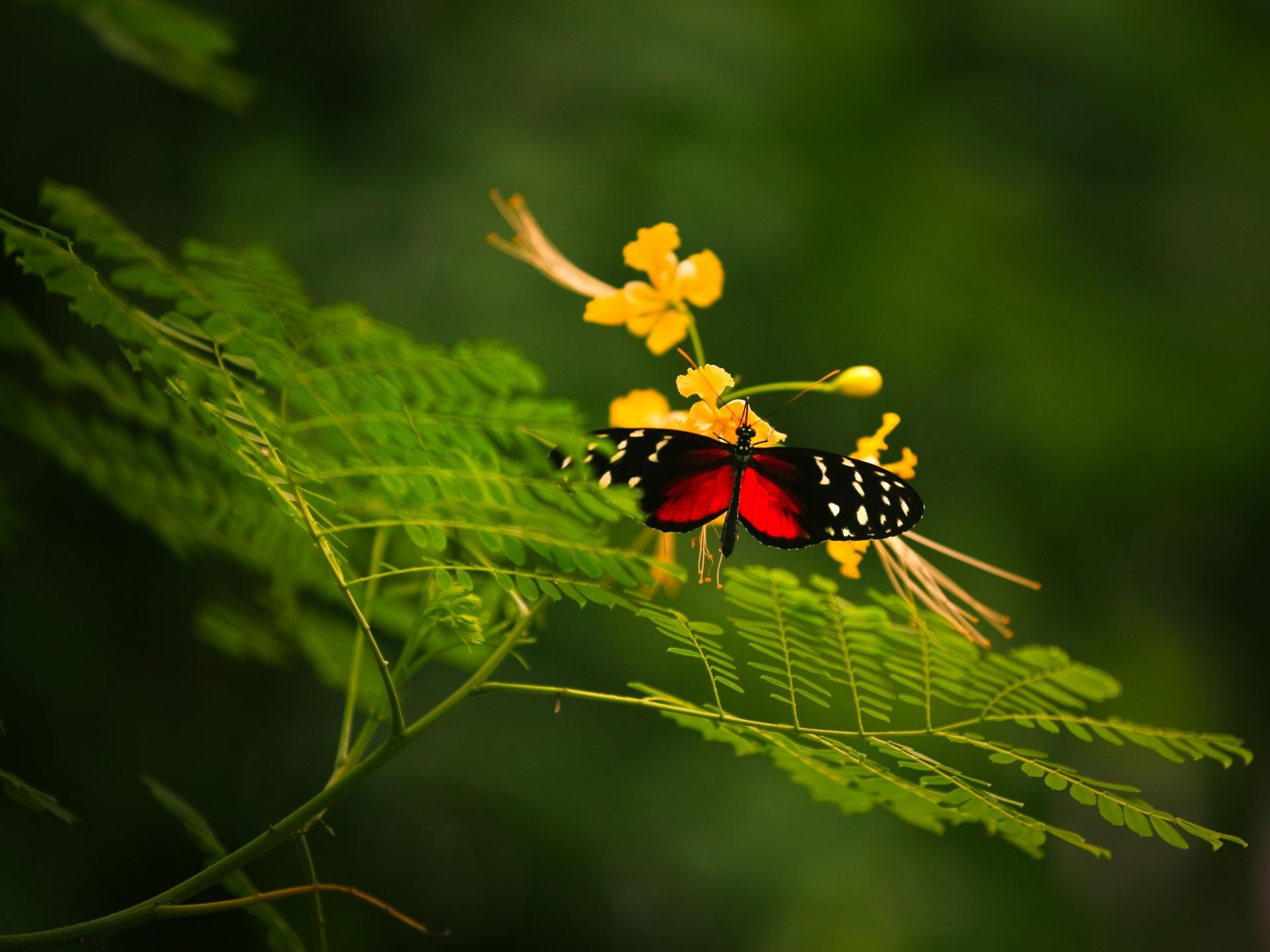 insectos naturaleza hoja insecto al aire libre flora verano jardín flor salvaje color árbol invertebrados vida silvestre medio ambiente primer plano