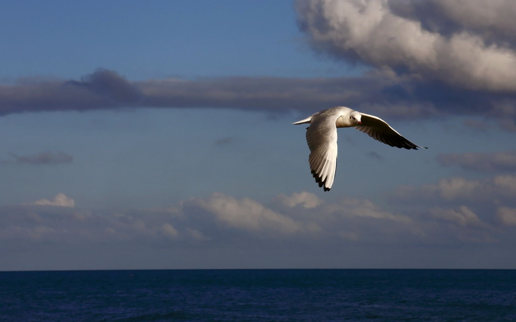 animaux oiseau mouettes eau mer ciel océan nature à l extérieur vol liberté voyage plage faune mer