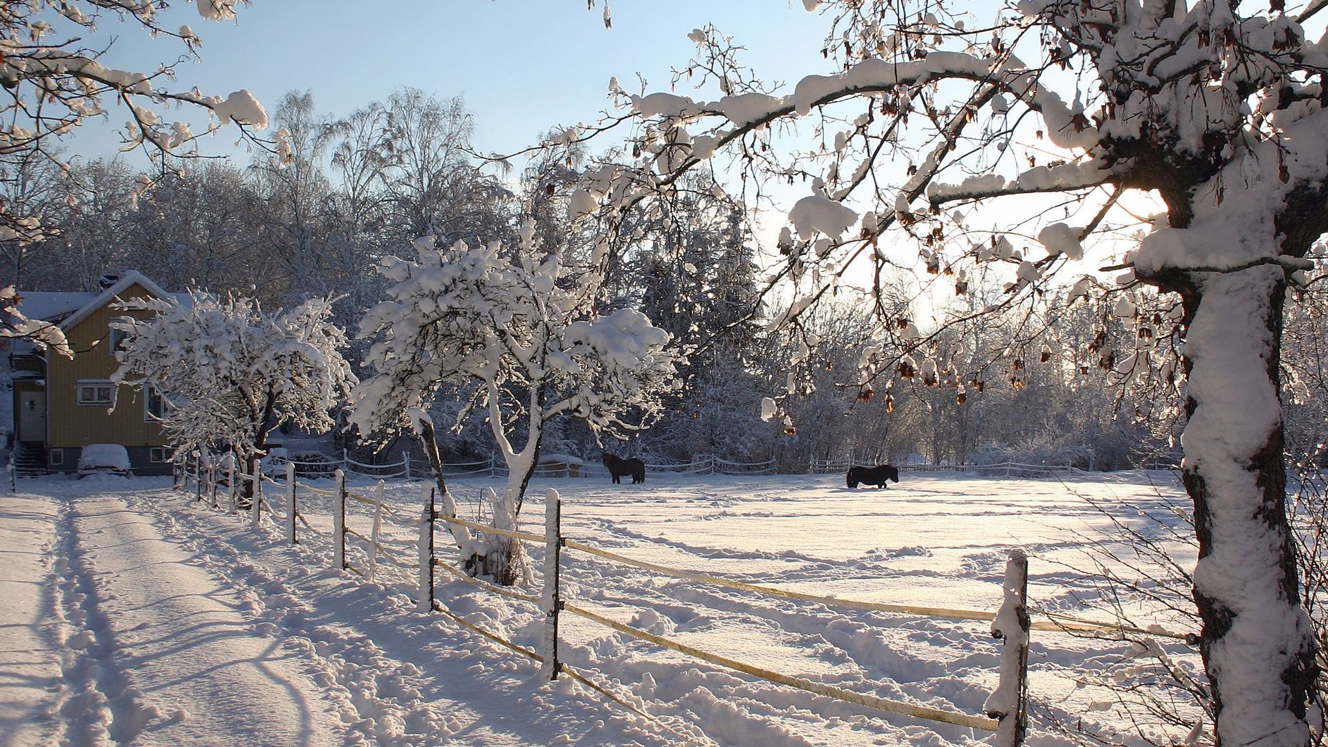 winter schnee baum kälte frost filiale gefroren wetter eis saison landschaft holz schnee-weiß schneesturm natur szene park frostig