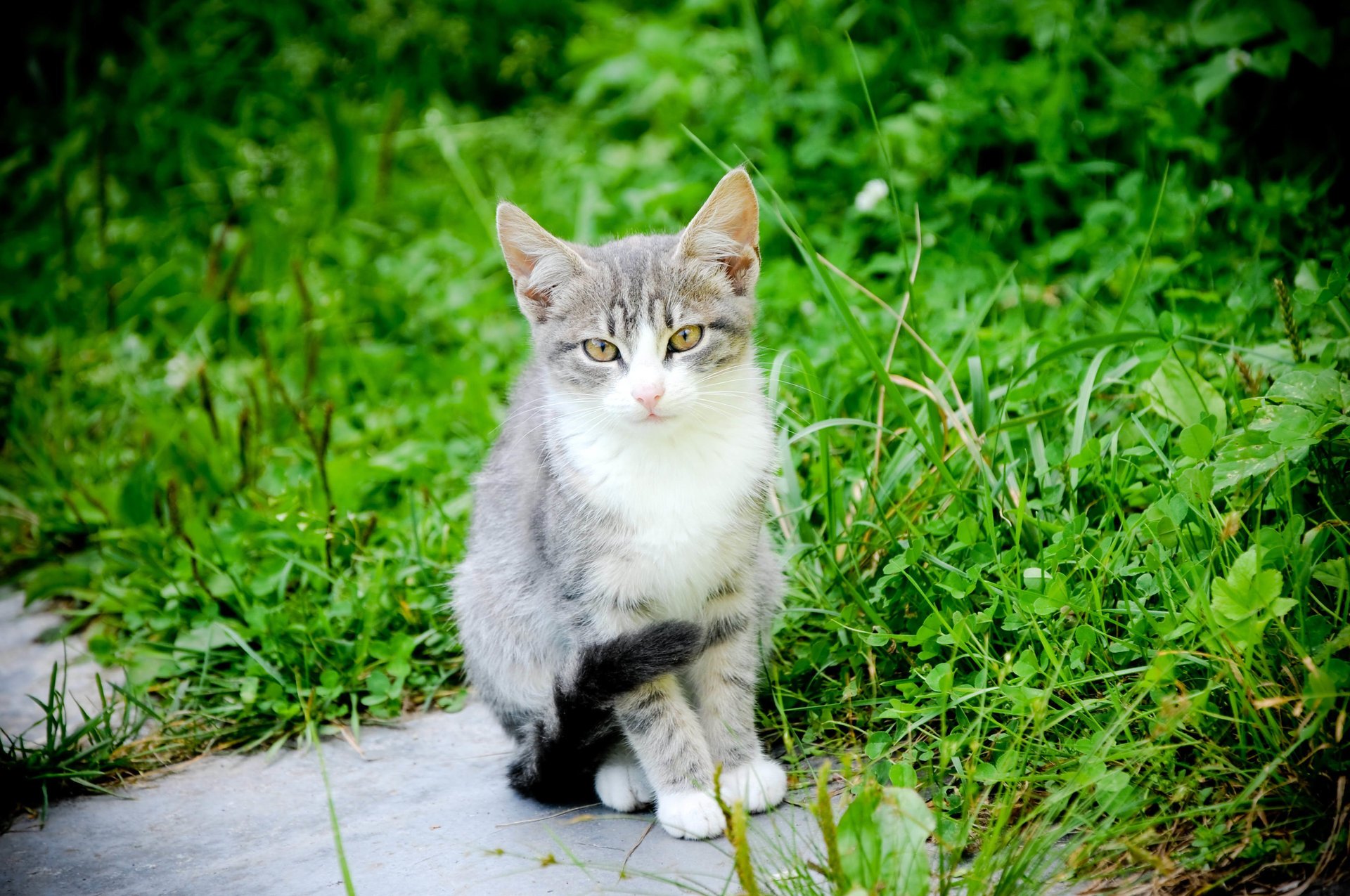 кот природный усы фон котяра лапы хвост