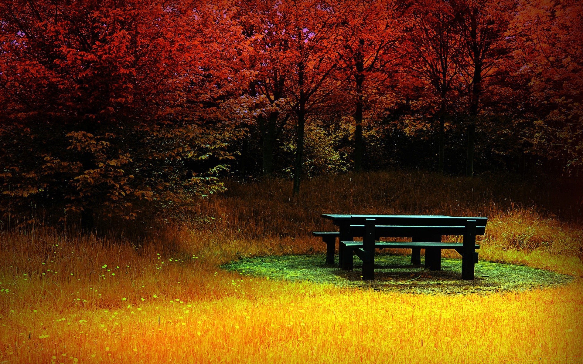 creative tree dawn landscape fall bench wood nature outdoors sunset park leaf grass