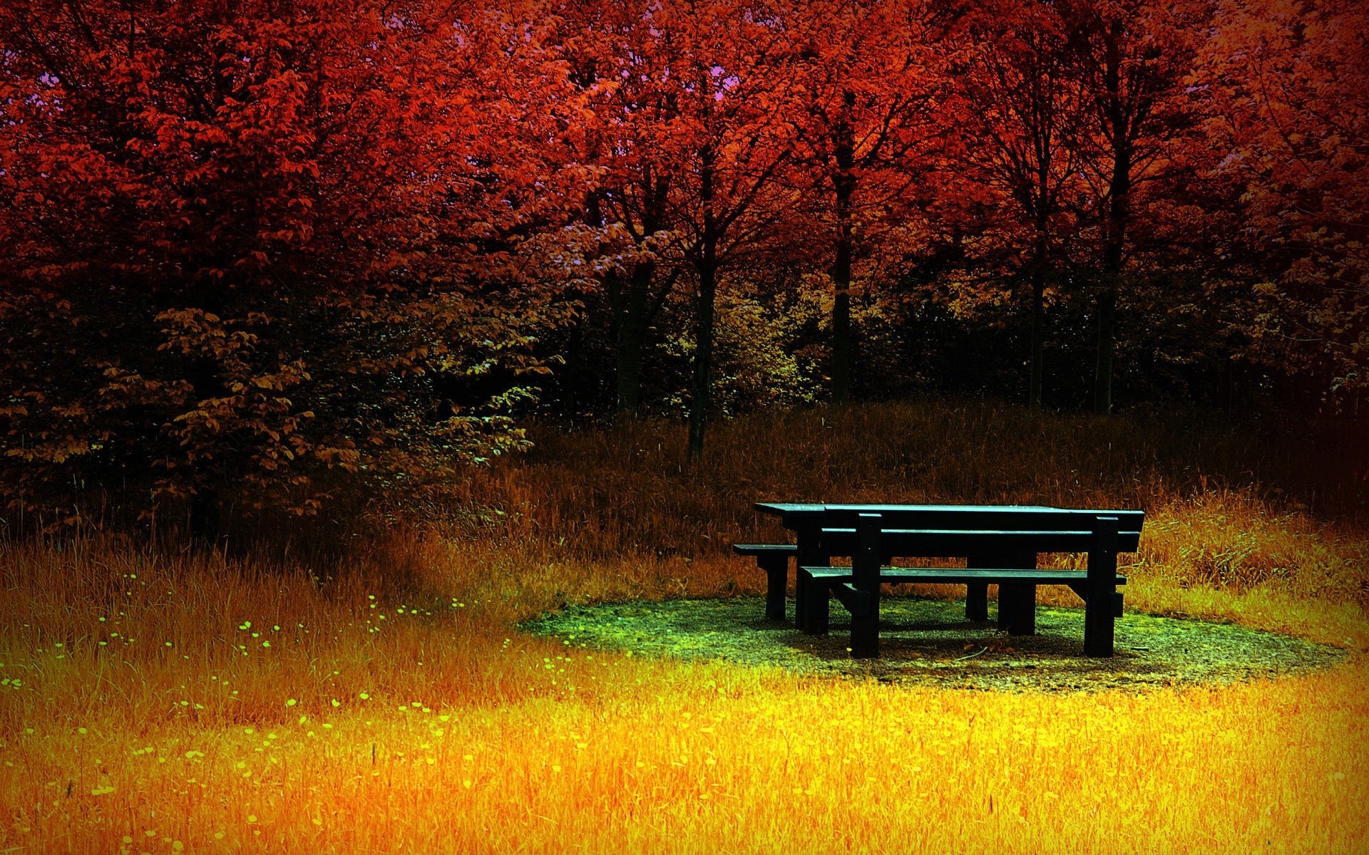 creativo albero alba paesaggio autunno panchina legno natura all aperto tramonto parco foglia erba