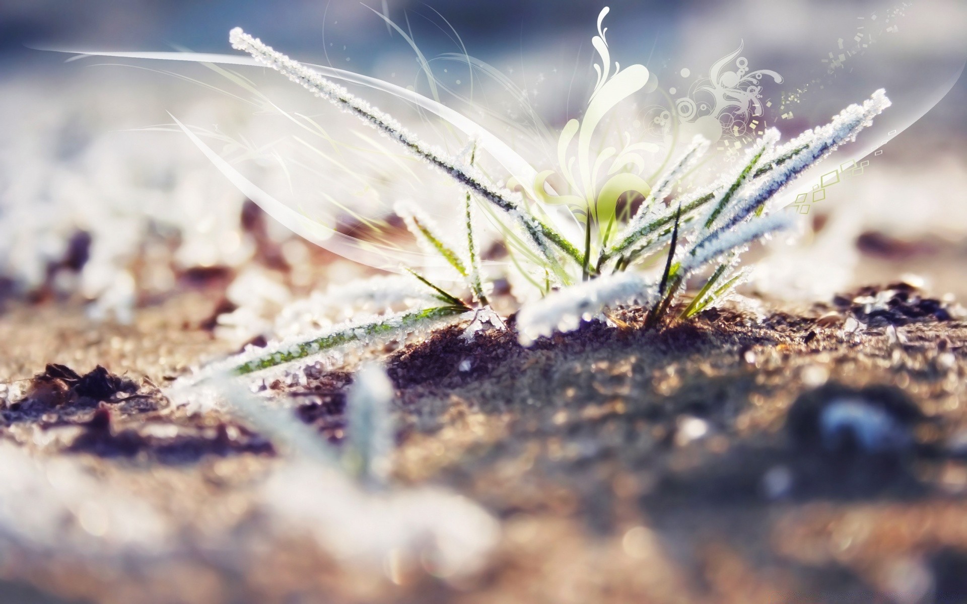 kreativ natur im freien schließen sommer flora blume desktop gras farbe blatt gutes wetter schön