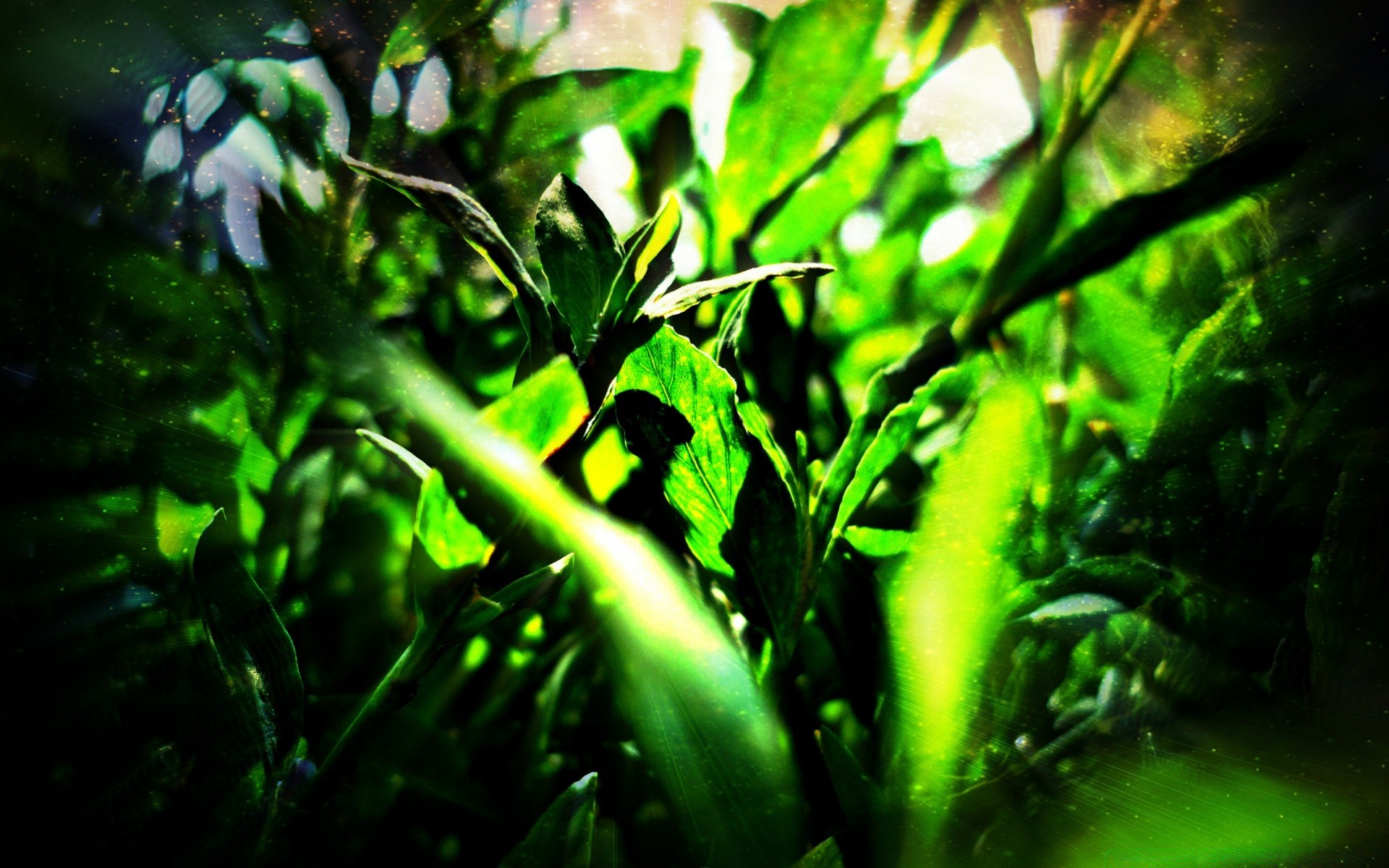 creative leaf food nature blur growth flora garden vegetable grow summer light agriculture sun fair weather outdoors farm rain