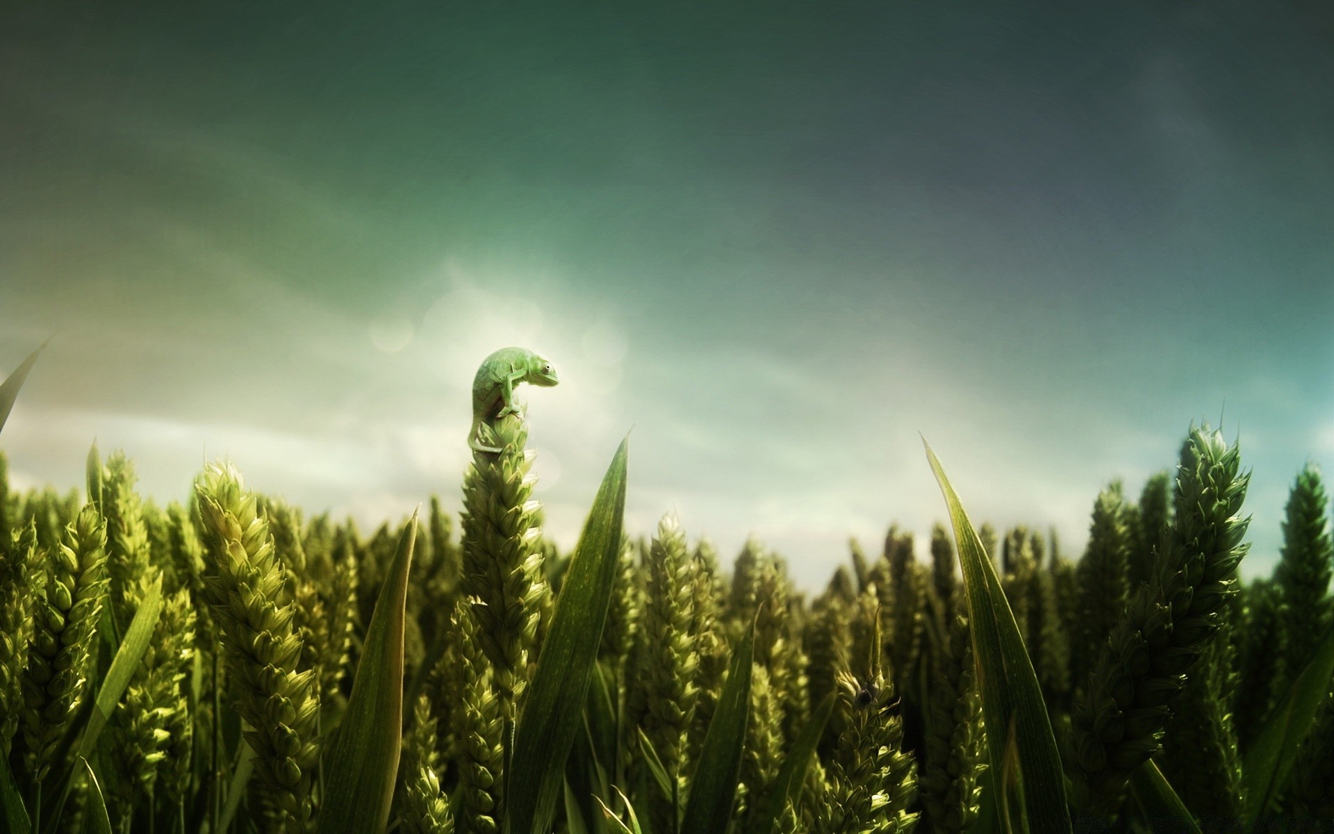 kreativ natur wachstum im freien sonne des ländlichen flocken weide feld himmel bauernhof weizen blatt sommer landwirtschaft gras