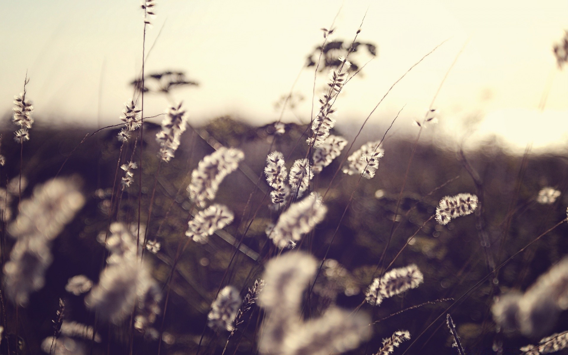 twórczy monochromatyczny natura kwiat flora lato