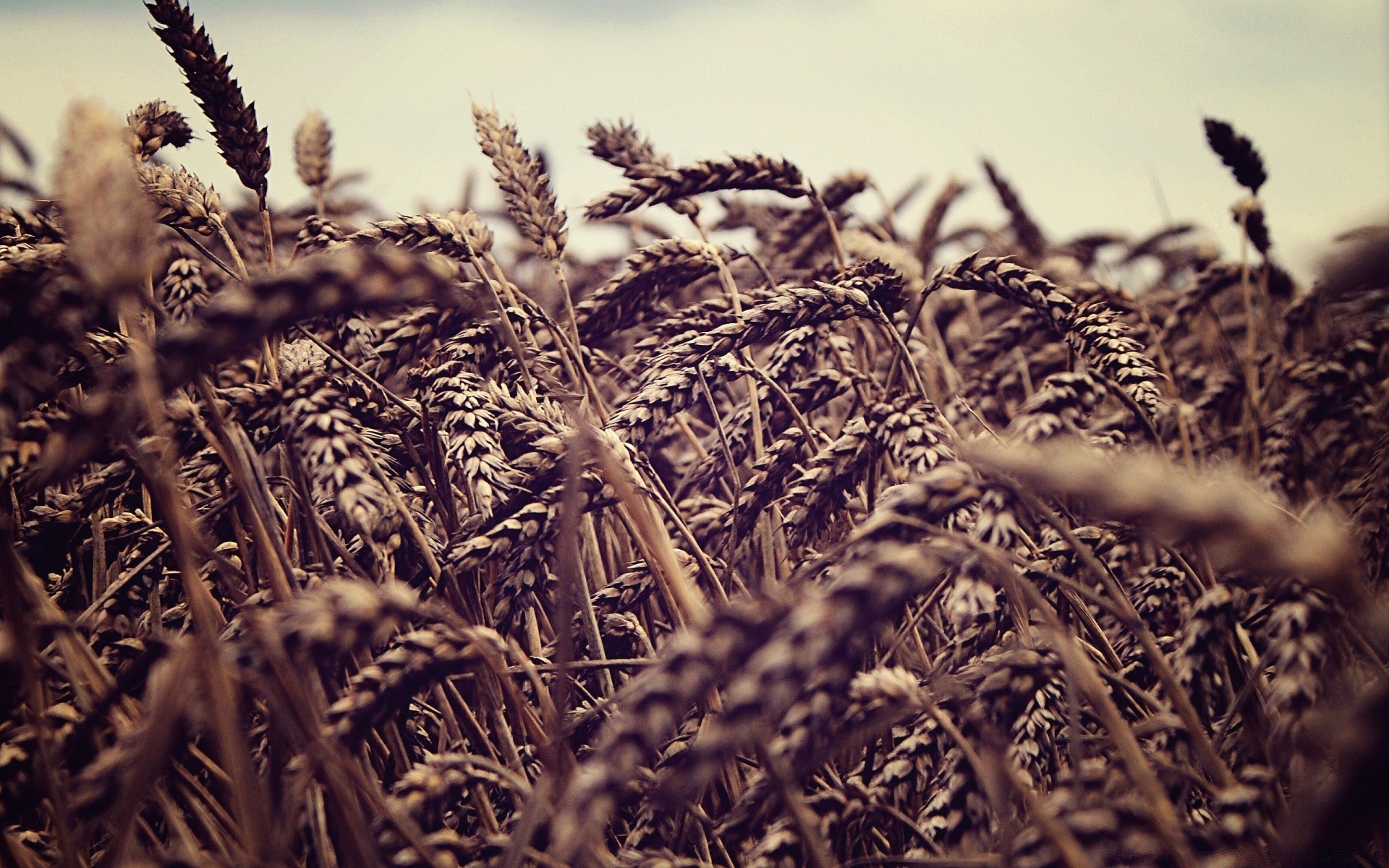 yaratıcı tahıl gıda saman hasat mera doğa tohum buğday çiftlik tarım yakın çekim tek renkli flora kuru masaüstü