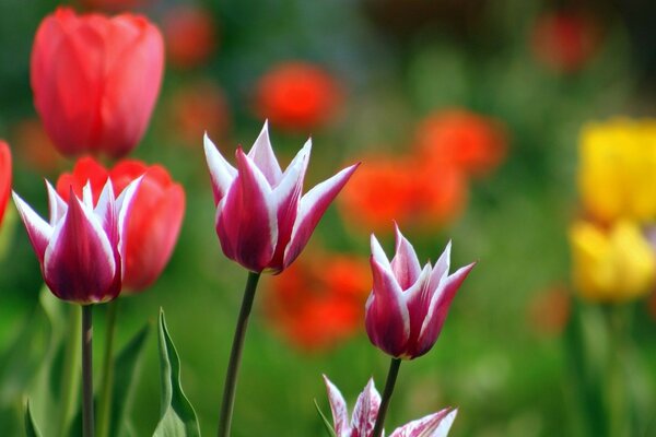 Brotes multicolores de flores de tulipán