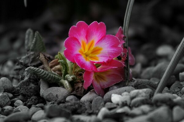 Eine schöne Blume überlebt unter den Steinen