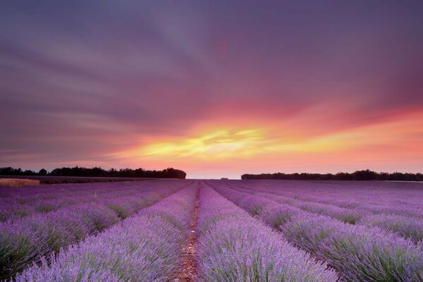 A field of lavender flowers on a pink sunset background