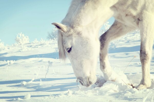 Cavalo branco no inverno frio