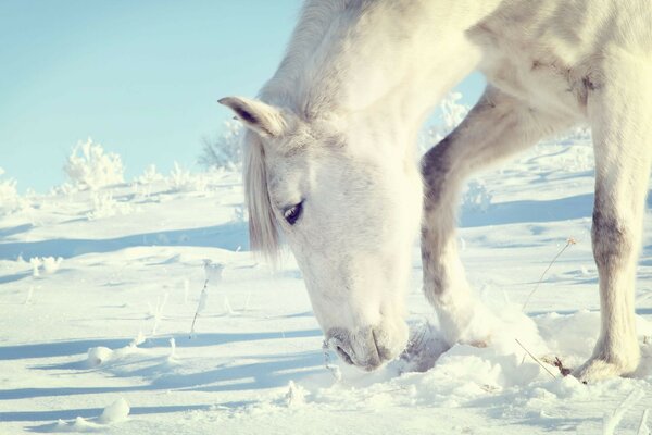 白马在寒冷的冬天