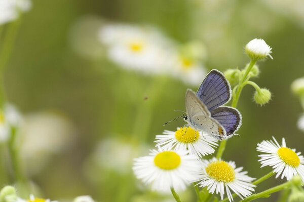 A butterfly sitting on summer flowers in a meadow