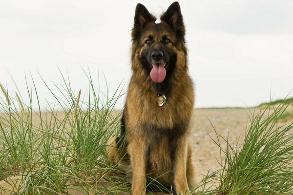 Hund am Meer