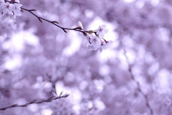 Cherry twig white flowers cherry blossom branches