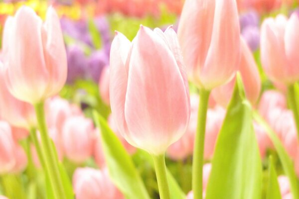 Tulipanes suavemente rosados en grandes cantidades