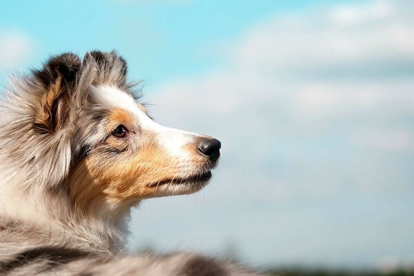 A dog looking into the distance. Animal