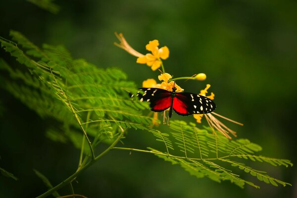 Schöner Schmetterling im Sommer auf einem Blatt