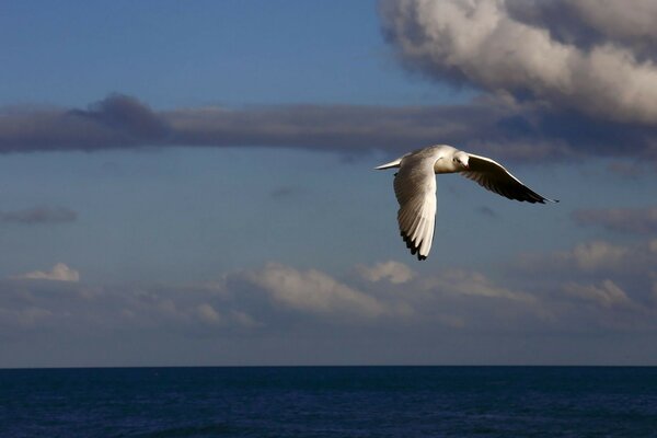 A seagull flying over the blue sea