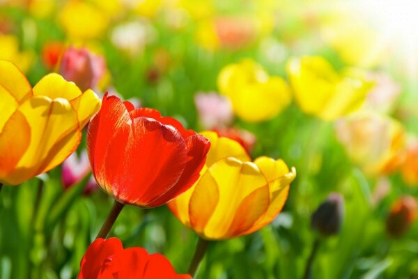 Tulipas coloridas no jardim para a Páscoa