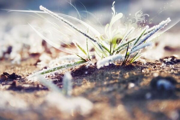 Macro photography of a plant caught by frost