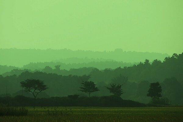 Champ brumeux vert et arbres