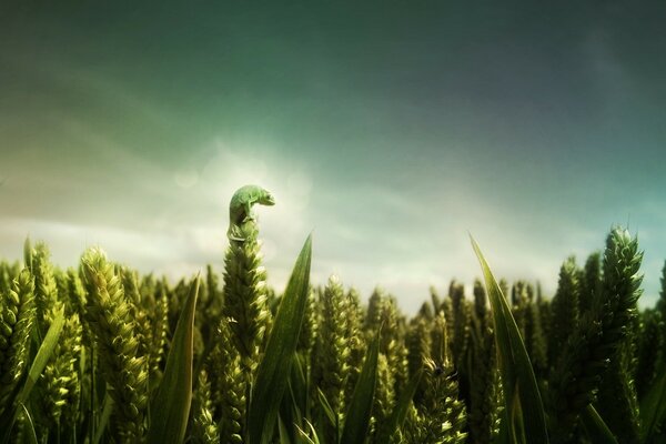 O sol brilha nas folhas verdes das plantas