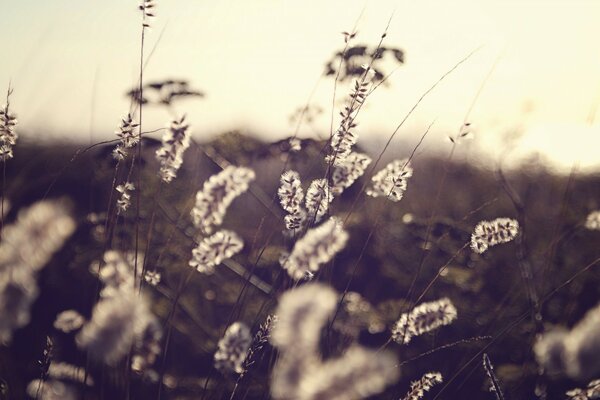 The untouched beauty of the Russian fields