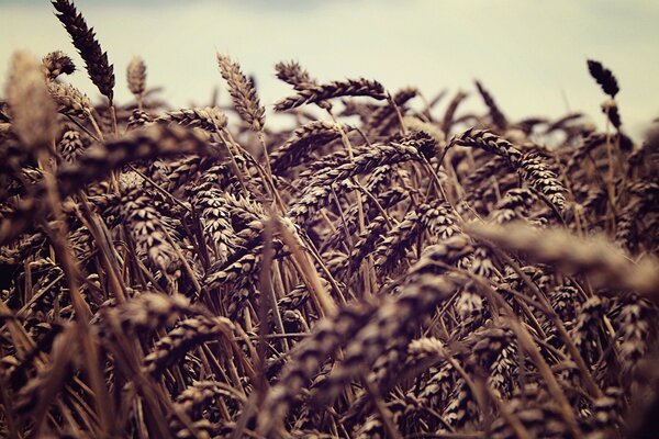 Wheat ears in the open air