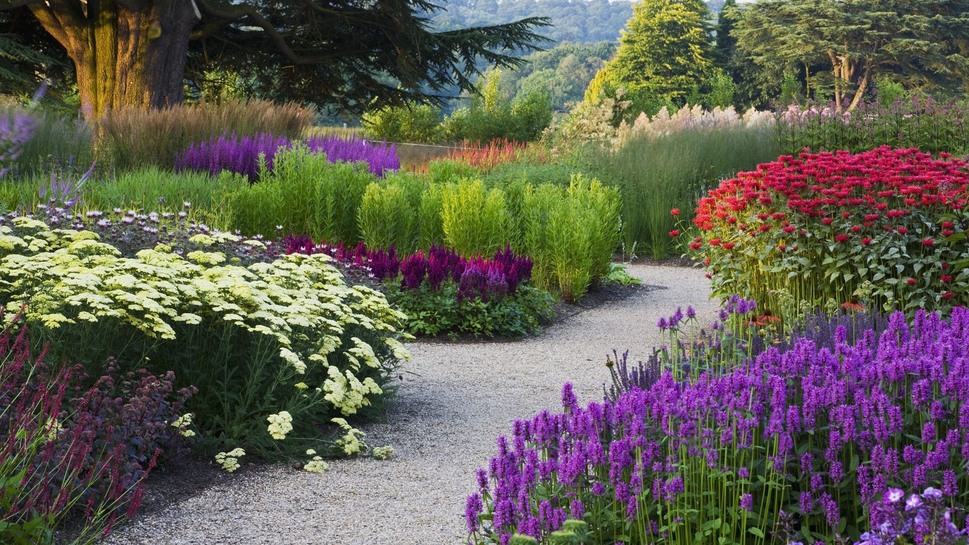 fiori fiore giardino flora natura fioritura estate paesaggio prato all aperto parco erba floreale foglia viola colore stagione arbusto perenne crescita