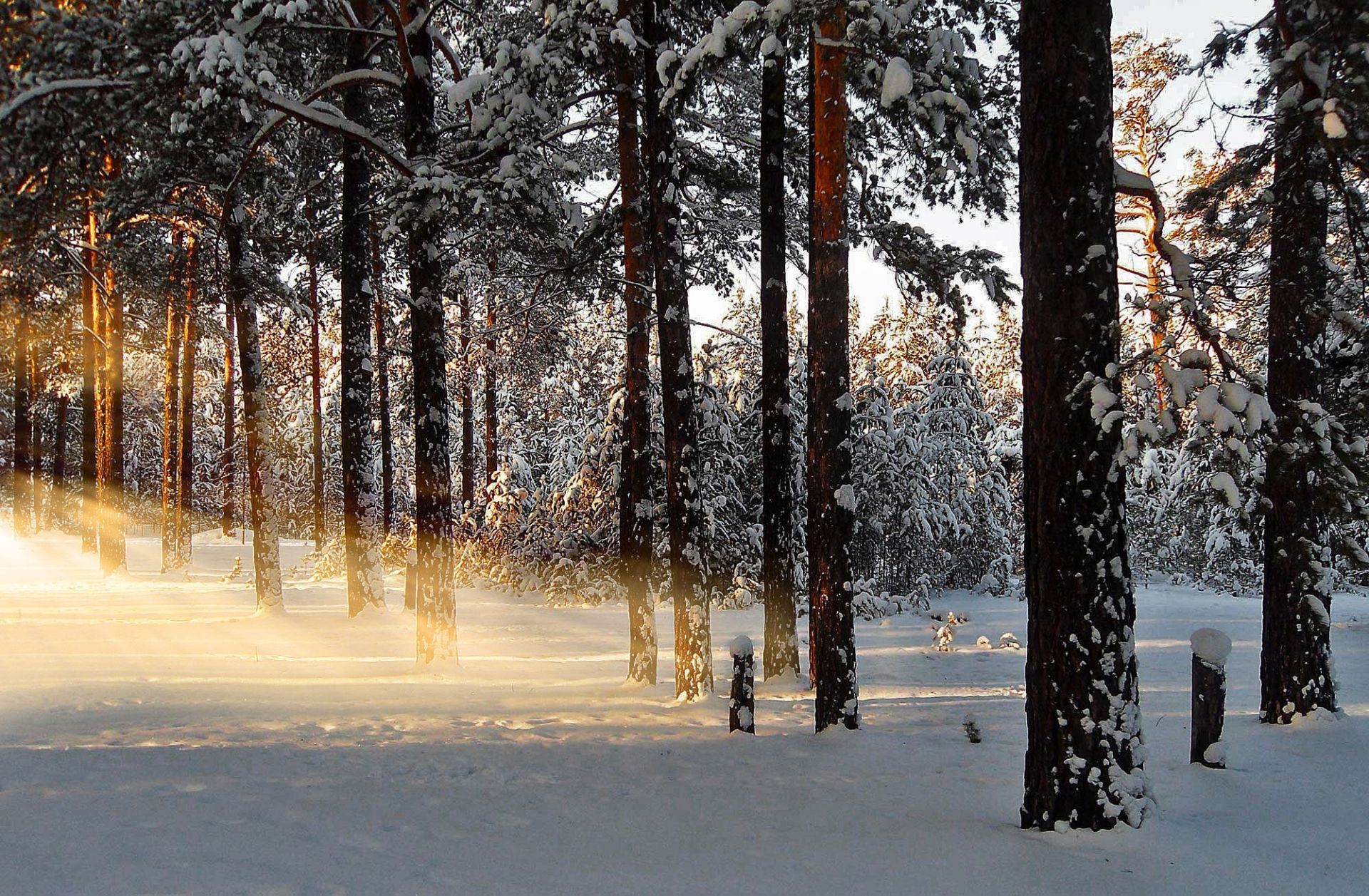 hiver neige bois bois gel paysage froid saison météo beau temps branche nature aube brouillard pin feuille scénique automne à l extérieur