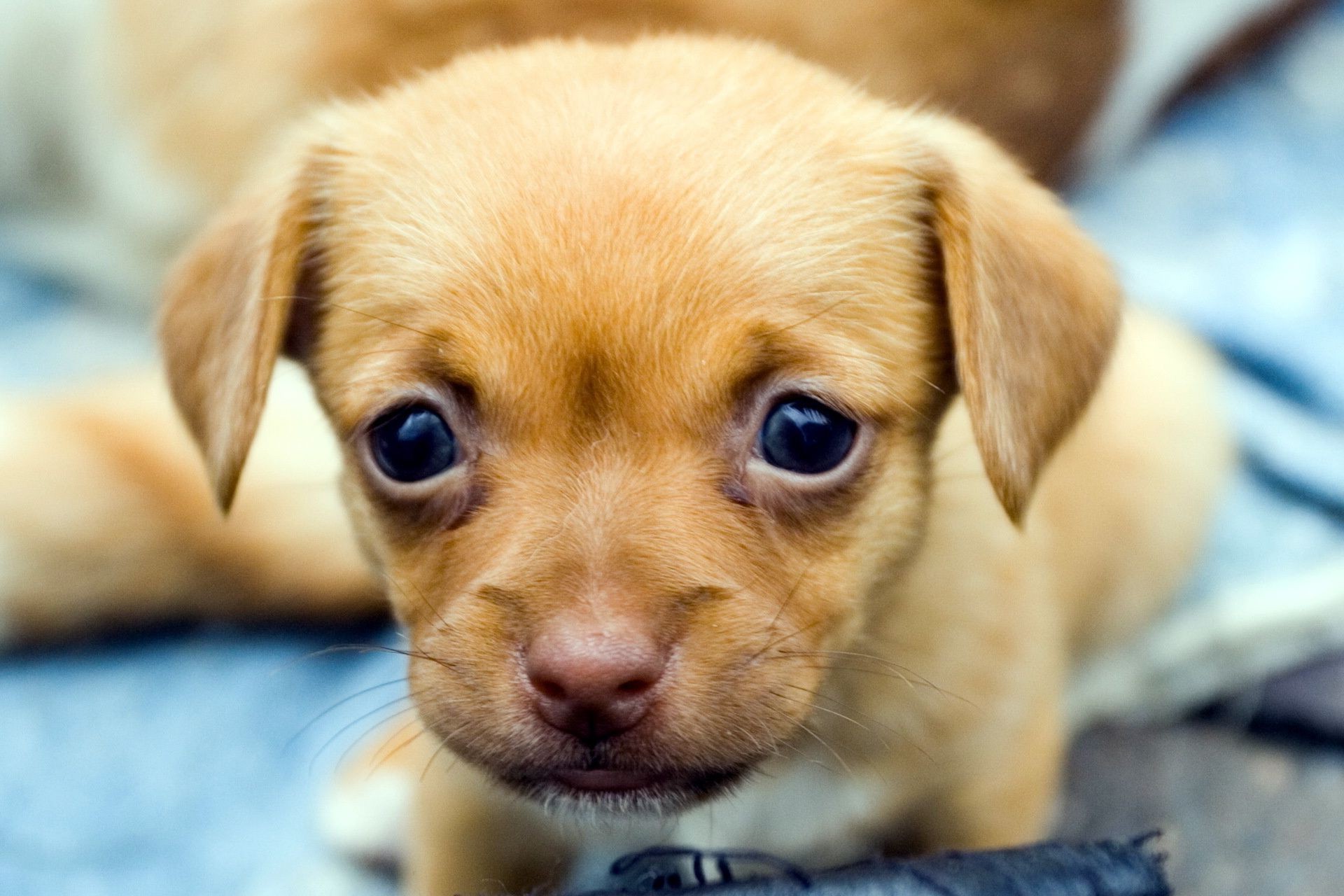 perros perro lindo cachorro pequeño mascota perro mamífero adorable animal divertido retrato ver perro perdiguero joven piel bebé sentarse raza sabueso