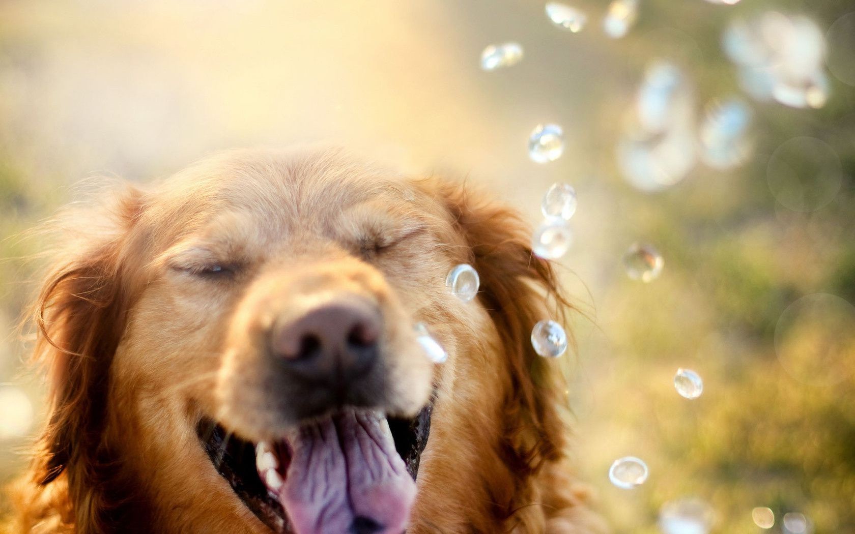 cane cane ritratto carino animale animale domestico mammifero pelliccia cucciolo piccolo cane occhio natura giovane adorabile capelli divertente domestico vista