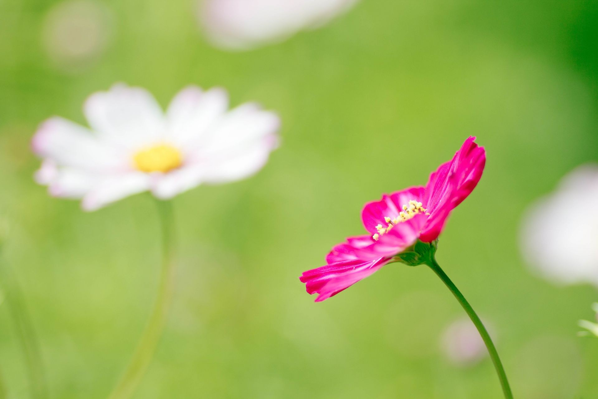 fleurs nature fleur été flore croissance feuille lumineux jardin à l extérieur beau temps herbe flou pétale