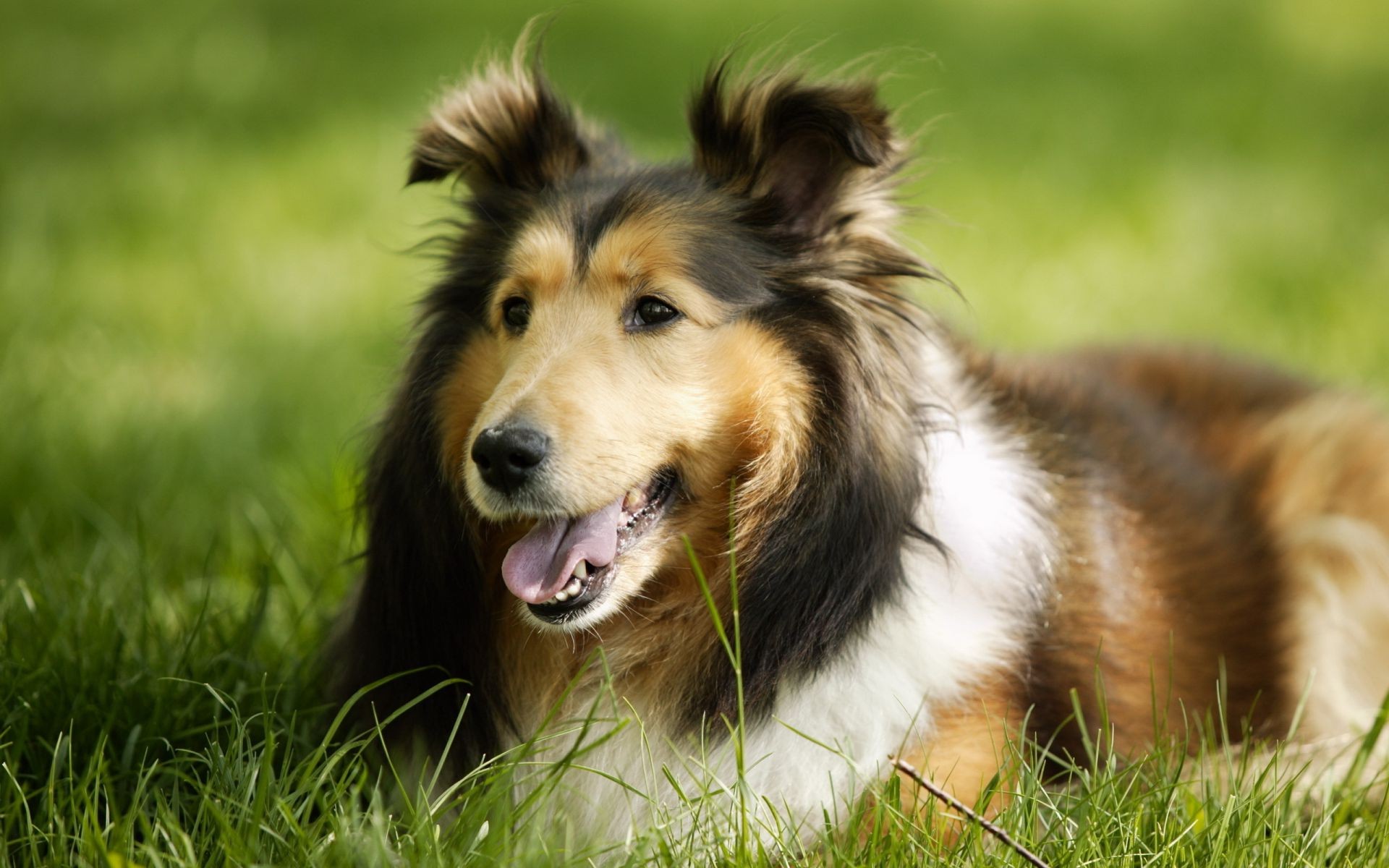 chien chien animal mammifère cynologue mignon fourrure animal de compagnie herbe chiot collie berger pur-sang portrait pedigree aperçu race obéissance domestique jeune oeil